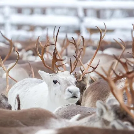 Loma-asunnot Castillo Luulampi E4