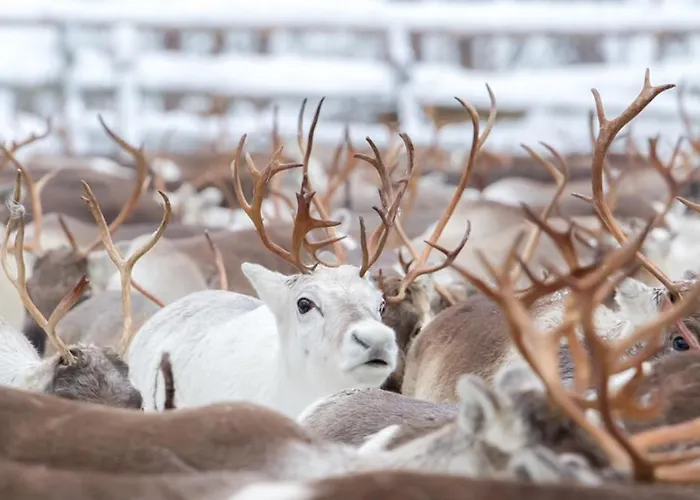 Prázdninový dům Castillo Luulampi E4