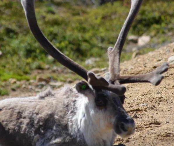 Castillo Luulampi E4 * Saariselka